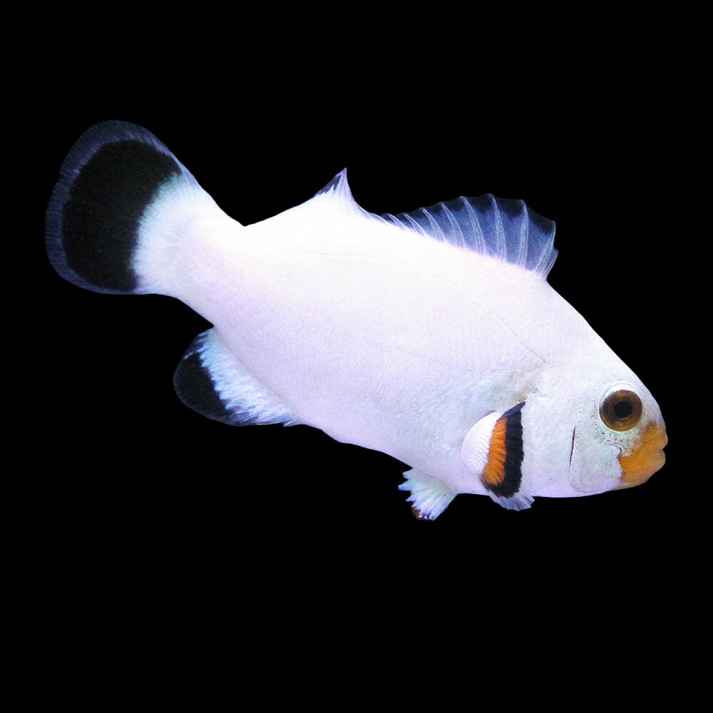 （海水魚）一点物　プラチナクラウン（ブリード）　CF−55（1匹）　北海道・九州航空便要保温
