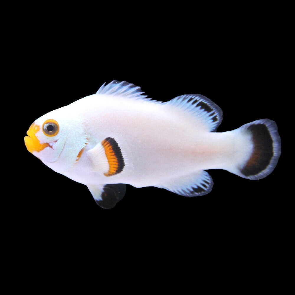（海水魚）一点物　プラチナクラウン（ブリード）　CF−58（1匹）　北海道・九州航空便要保温