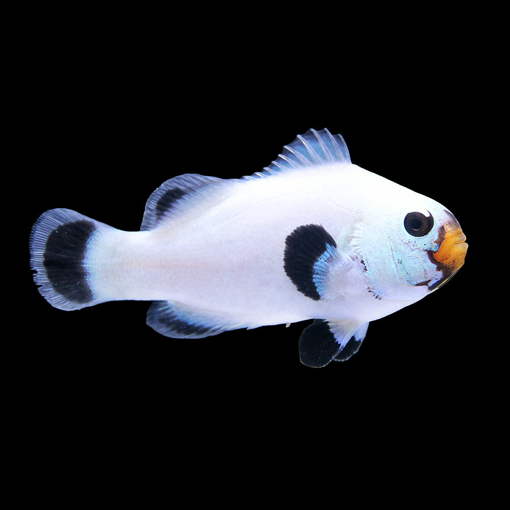 （海水魚）一点物　プラチナクラウン　ブラックタイプ（ブリード）　CF−59（1匹）　北海道・九州航空便要保温