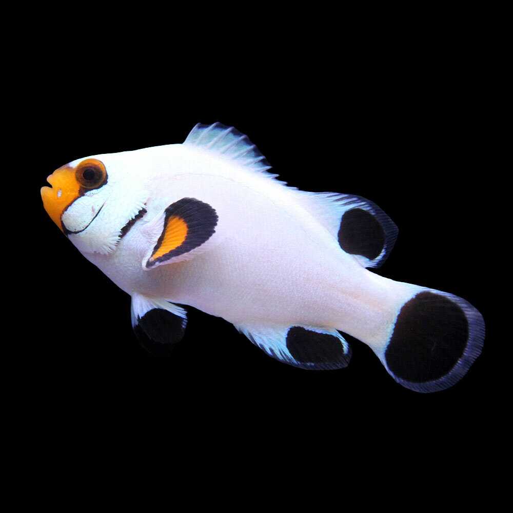 （海水魚）一点物　プラチナクラウン（ブリード）　CF−60（1匹）　北海道・九州航空便要保温