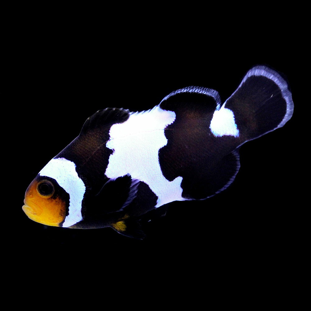 （海水魚）一点物　ブラックスノーフレークオセラリス（ブリード）　CF−62（1匹）　北海道・九州航空便要保温