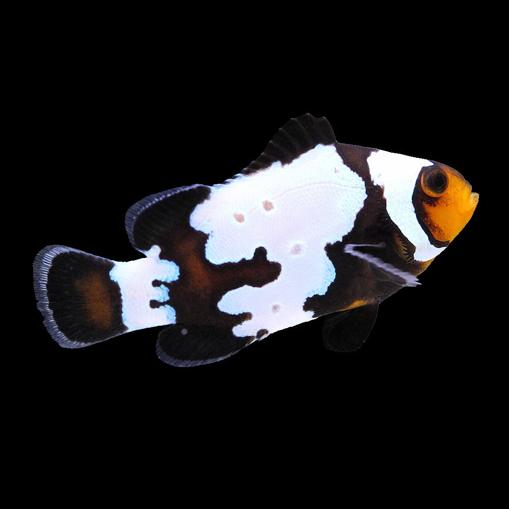 （海水魚）一点物　ブラックスノーフレークオセラリス（ブリード）　CF−63（1匹）　北海道・九州航空便要保温