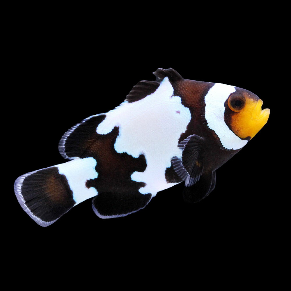 （海水魚）一点物　ブラックスノーフレークオセラリス（ブリード）　CF−64（1匹）　北海道・九州航空便要保温