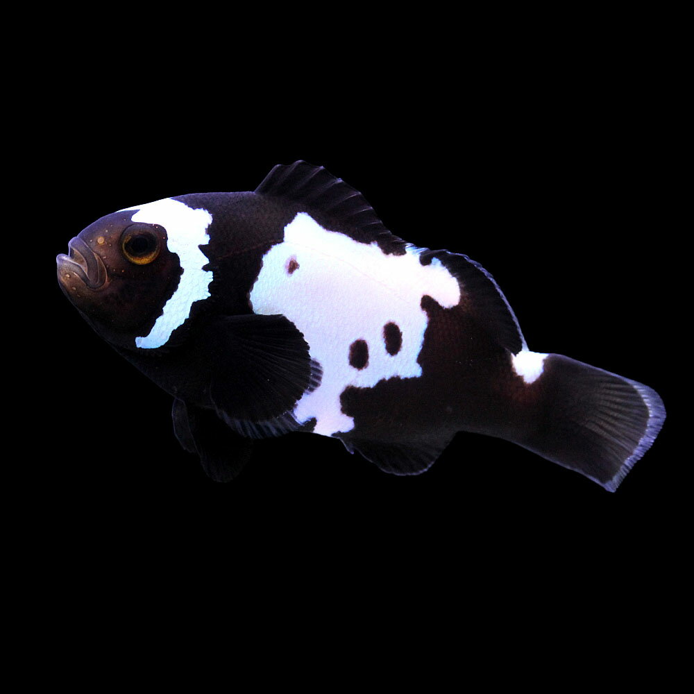 （海水魚）一点物　ブラックスノーフレークオセラリス（ブリード）　CF−67（1匹）　北海道・九州航空便要保温