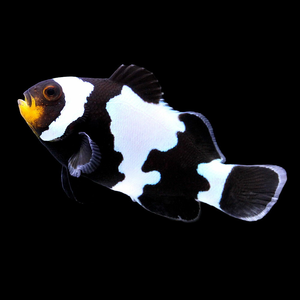 （海水魚）一点物　ブラックスノーフレークオセラリス（ブリード）　CF−69（1匹）　北海道・九州航空便要保温