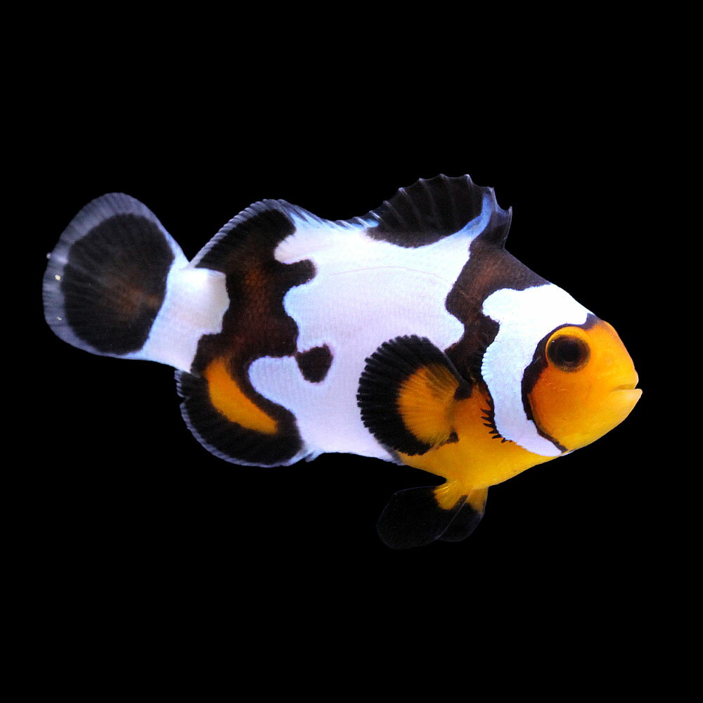 （海水魚）一点物　ブラックスノーフレークオセラリス（ブリード）　CF−70（1匹）　北海道・九州航空便要保温