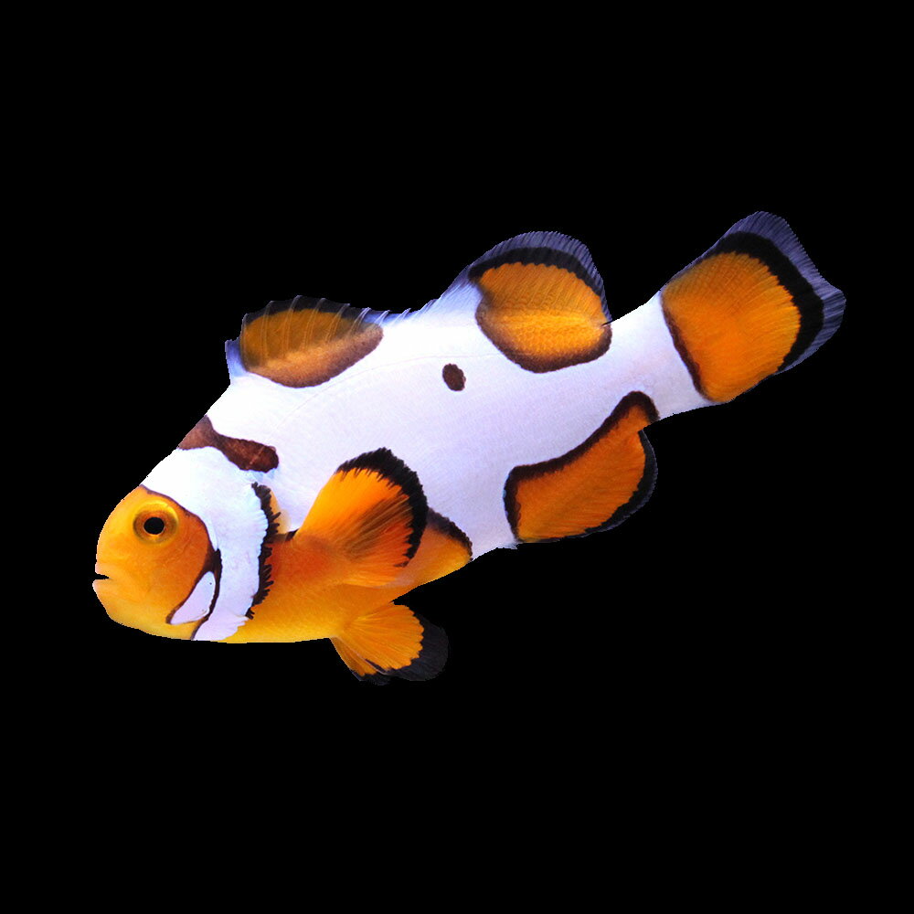 （海水魚）一点物　ブラックピカソクラウン（ブリード）　CF−71（1匹）　北海道・九州航空便要保温