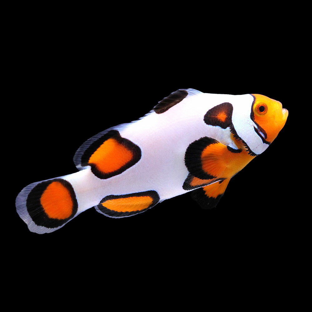 （海水魚）一点物　ブラックピカソクラウン（ブリード）　CF−72（1匹）　北海道・九州航空便要保温