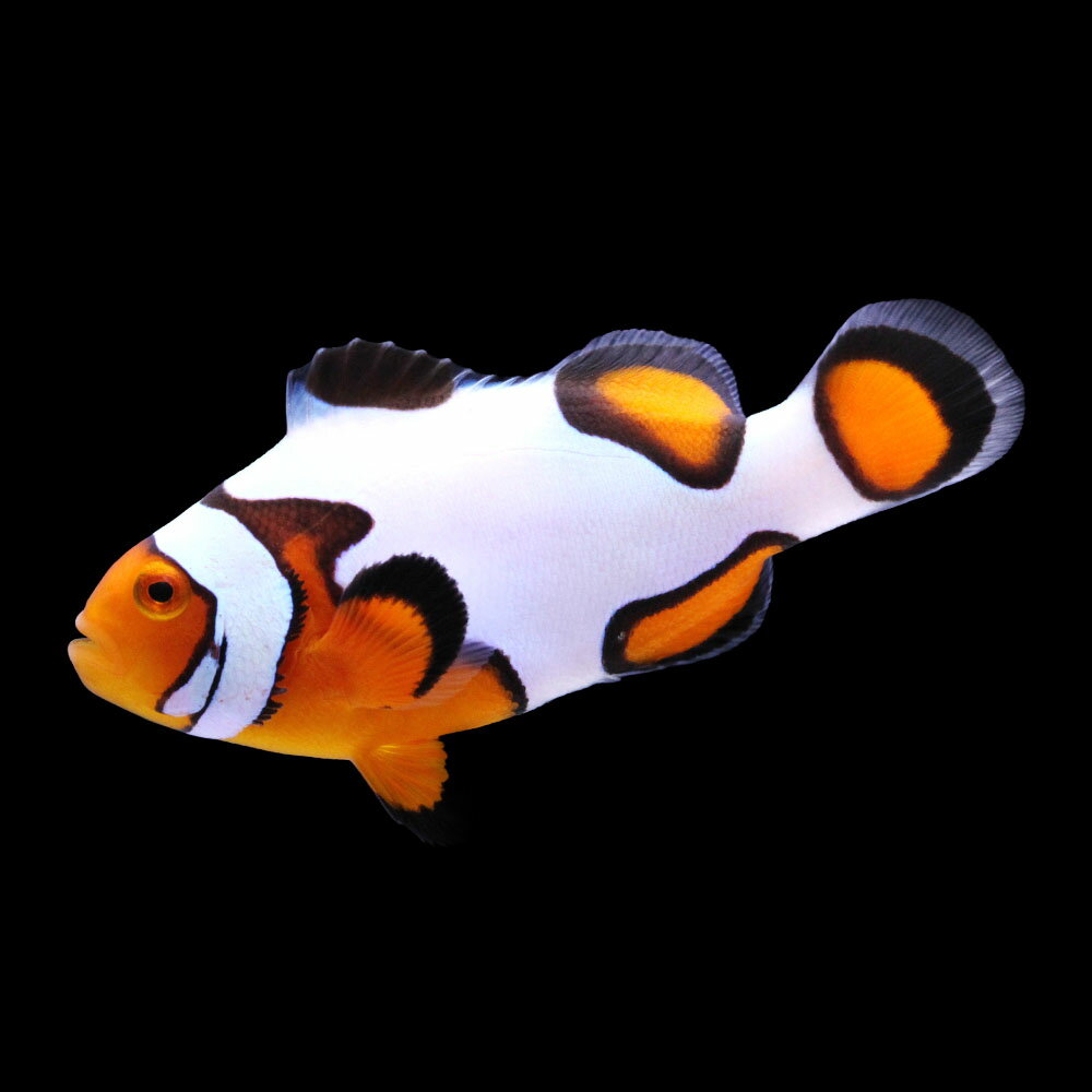 （海水魚）一点物　ブラックピカソクラウン（ブリード）　CF−73（1匹）　北海道・九州航空便要保温