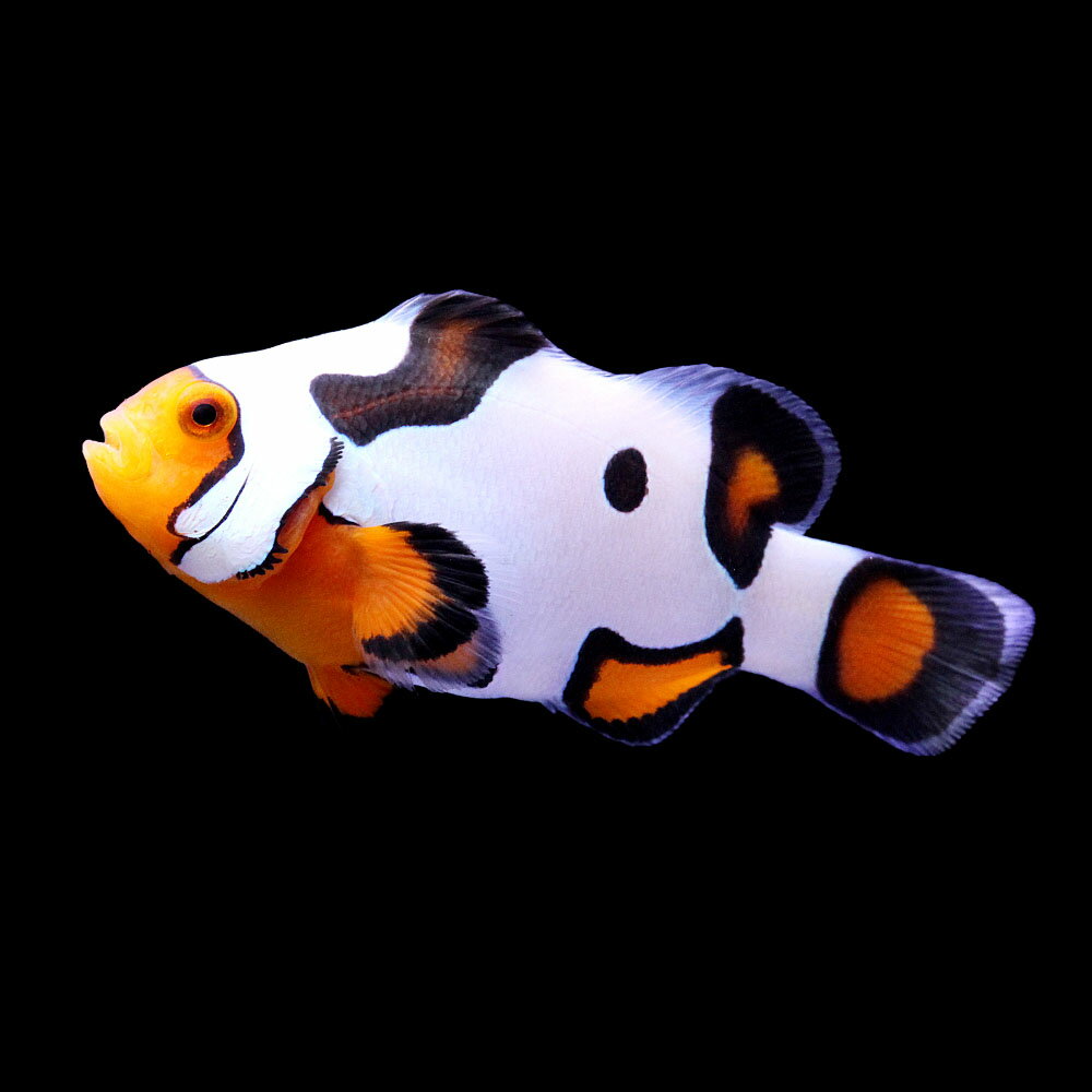 （海水魚）一点物　ブラックピカソクラウン　（ブリード）　CF−74（1匹）　北海道・九州航空便要保温