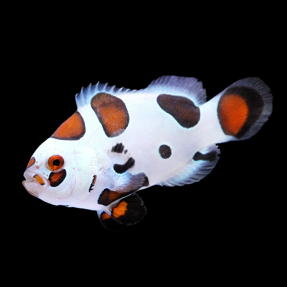（海水魚）一点物　ピカソストームクラウン　CF−77（1匹）　北海道・九州航空便要保温