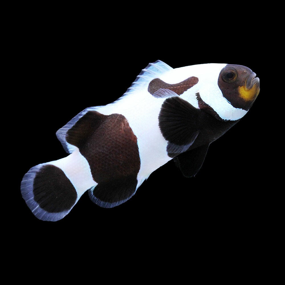 （海水魚）一点物　ブラックダヴィンチオセラリス（ブリード）　CF−80（1匹）　北海道・九州航空便要保温