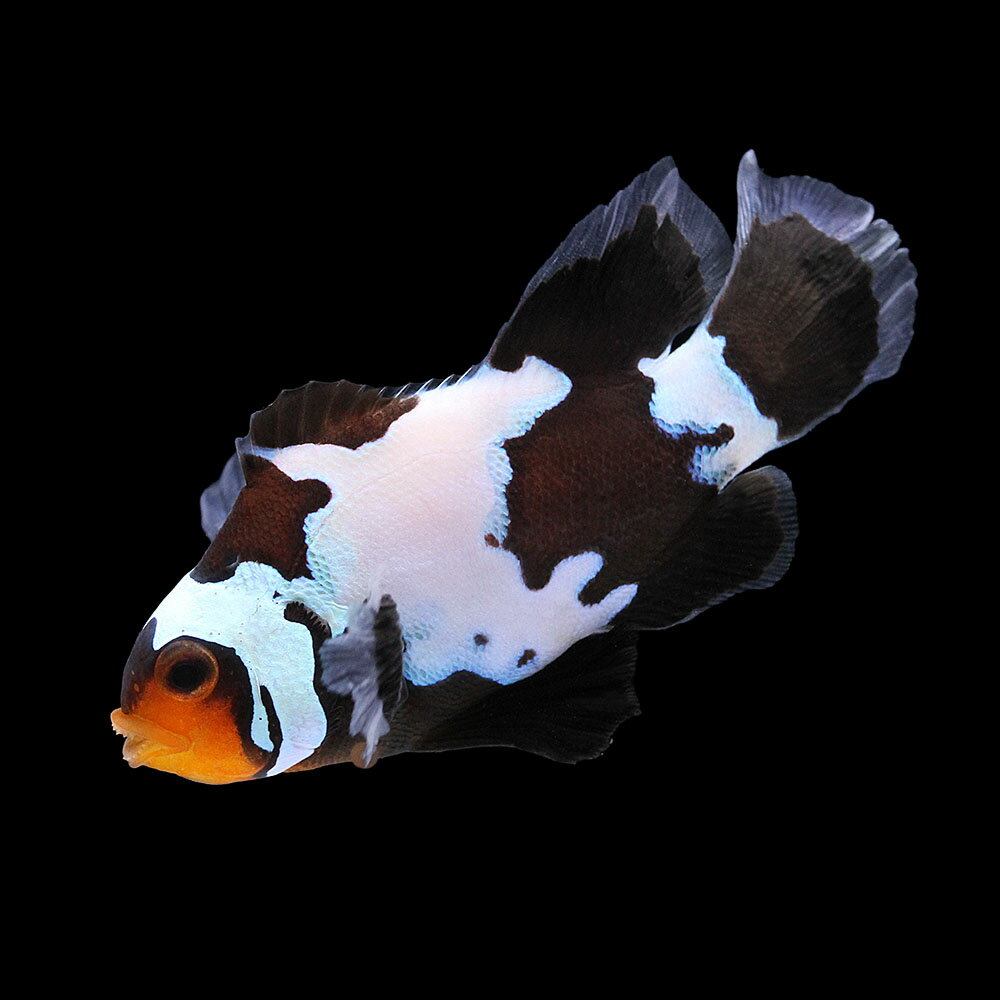 （海水魚）一点物　ロングフィンブラックスノーフレークオセラリス（ブリード）　CF−81（1匹）　北海道・九州航空便要保温