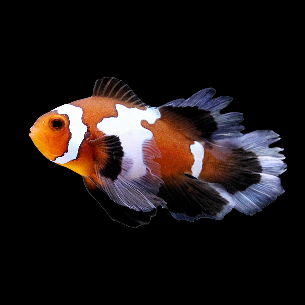 （海水魚）一点物　ロングフィンブラックスノーフレークオセラリス（ブリード）　CF−82（1匹）　北海道・九州航空便要保温