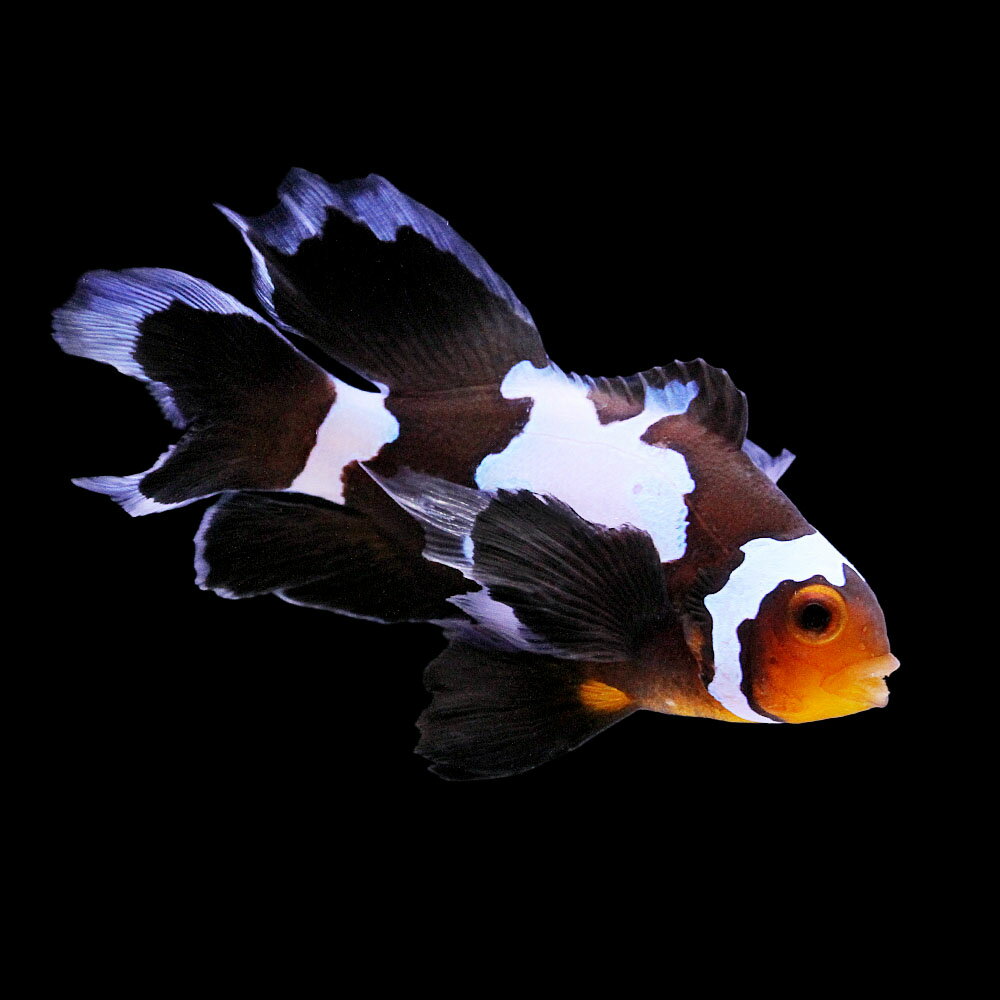 （海水魚）一点物　ロングフィンブラックスノーフレークオセラリス（ブリード）　CF−83（1匹）　北海道・九州航空便要保温