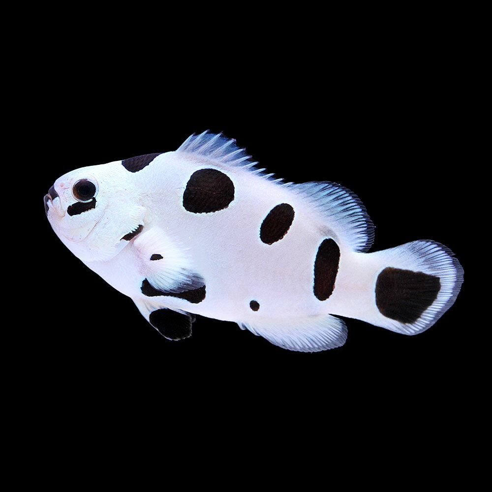 （海水魚）一点物　ブラックストームオセラリス　CF−86（1匹）　北海道・九州航空便要保温