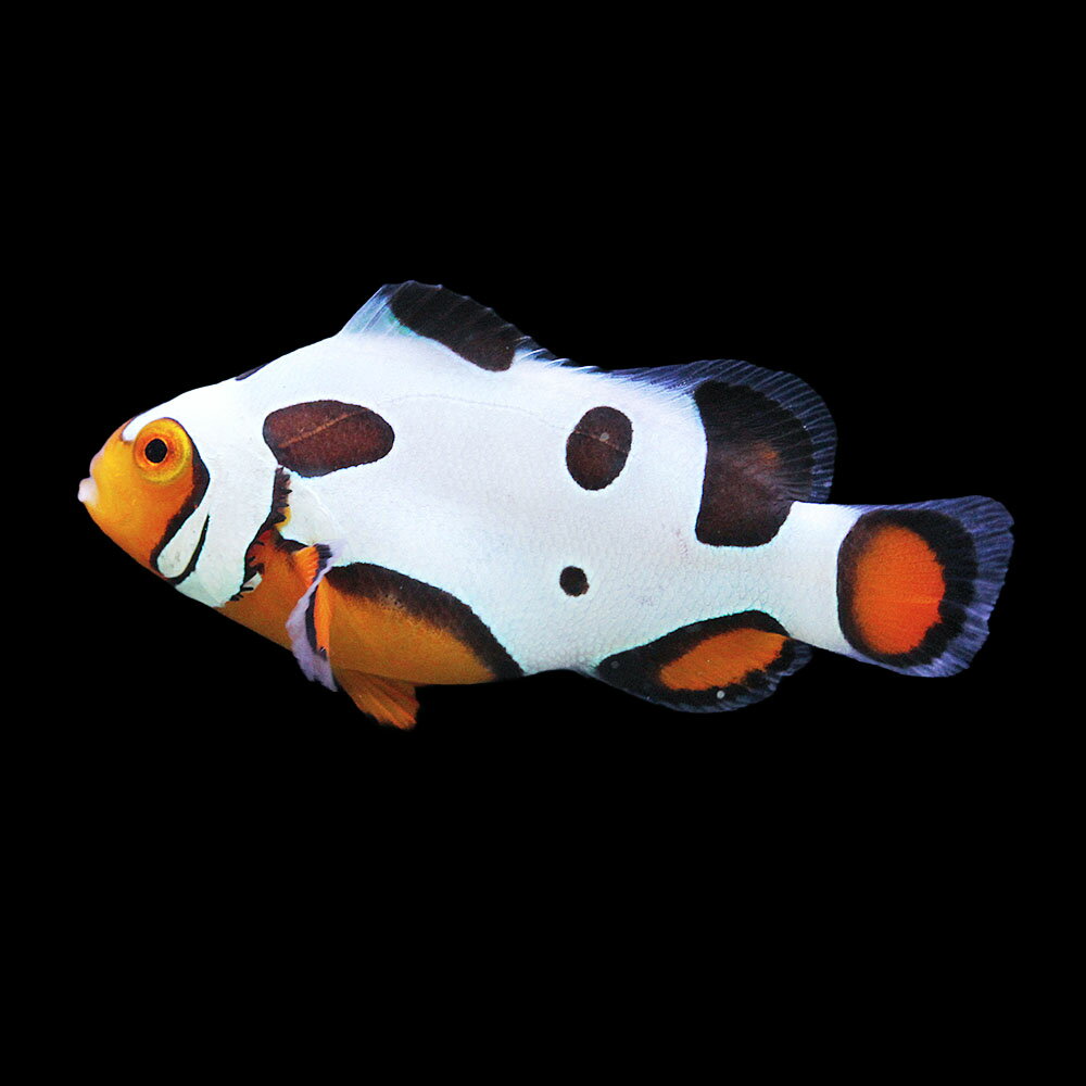 （海水魚）一点物　ブラックピカソクラウン（ブリード）　CF−88（1匹）　北海道・九州航空便要保温