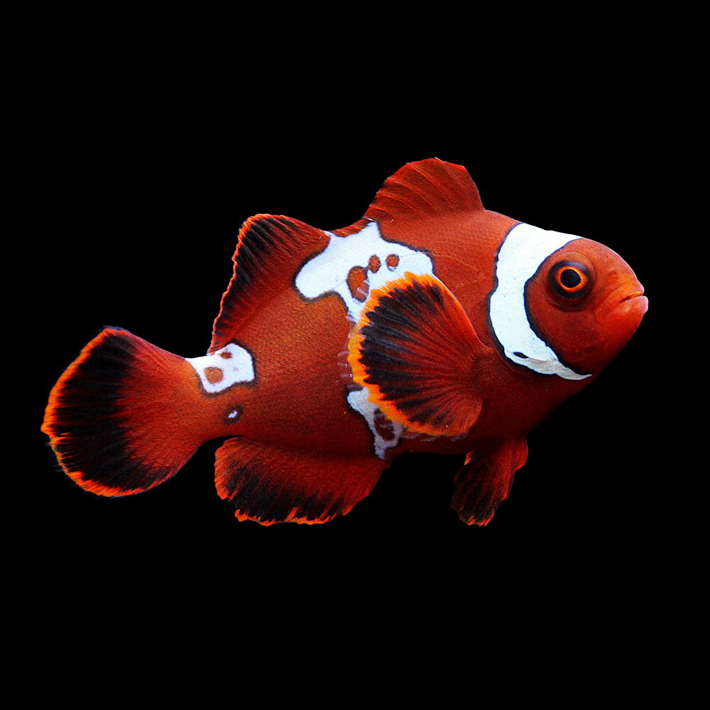 （海水魚）一点物　ライトニングマルーンクラウンフィッシュ（ブリード）　CF−90（1匹）　北海道・九州航空便要保温