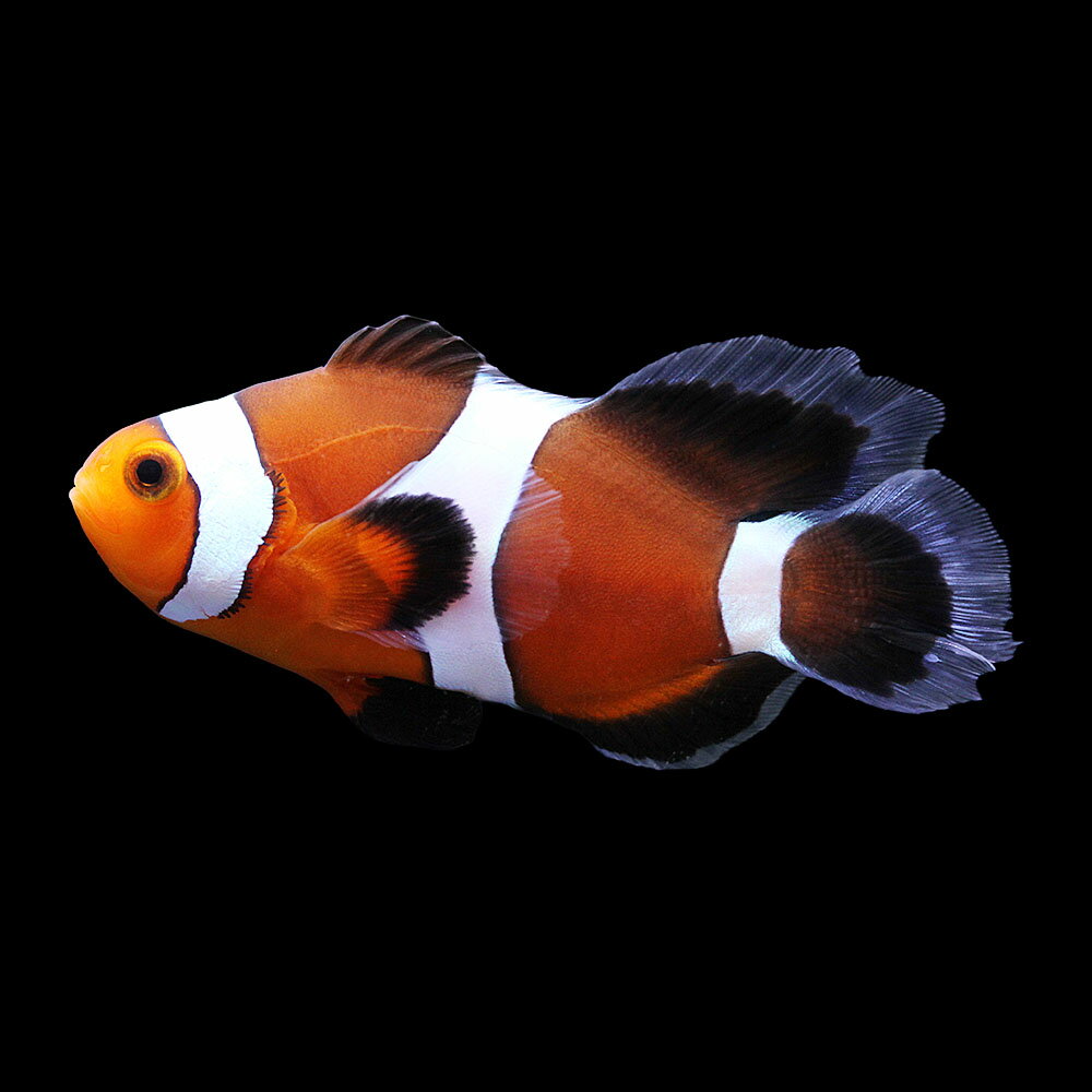（海水魚）一点物　ロングフィンオセラリス（ブリード）　CF−91（1匹）