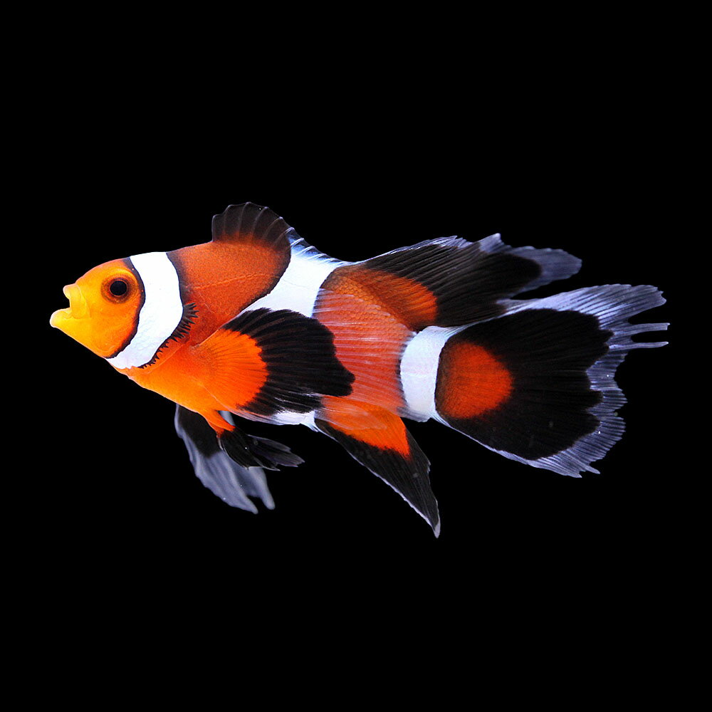 （海水魚）一点物　ロングフィンオセラリス（ブリード）　CF−92（1匹）