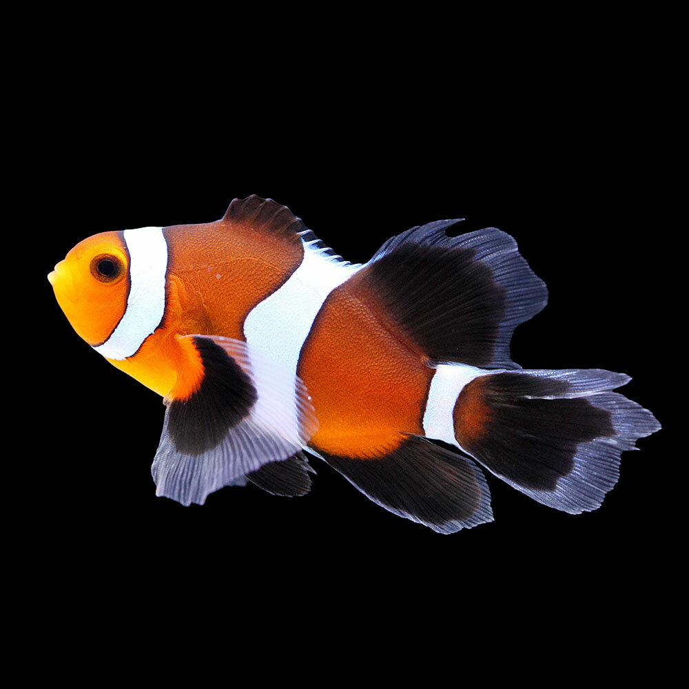 （海水魚）一点物　ロングフィンオセラリス（ブリード）　CF−93（1匹）