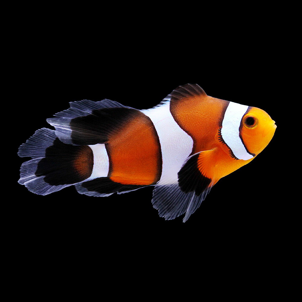 （海水魚）一点物　ロングフィンオセラリス（ブリード）　CF−94（1匹）