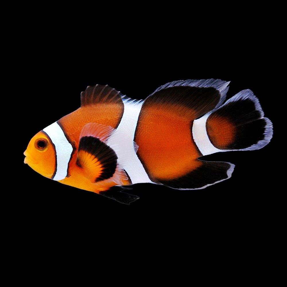 （海水魚）一点物　ロングフィンオセラリス（ブリード）　CF−95（1匹）