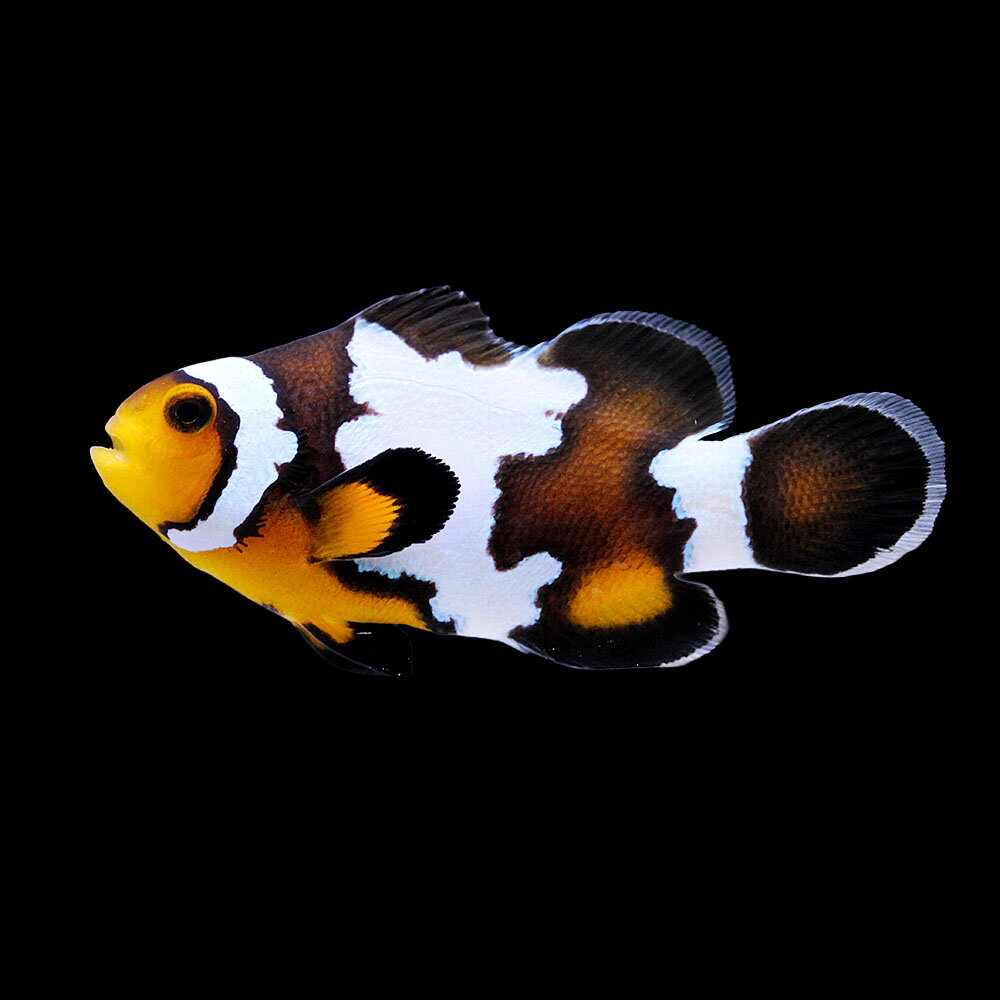 （海水魚）一点物　ブラックスノーフレークオセラリス（ブリード）　CF−97（1匹）　北海道・九州航空便要保温
