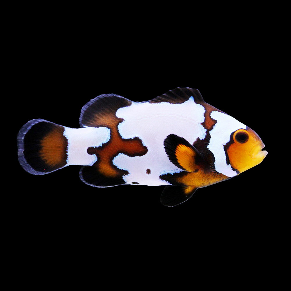 （海水魚）一点物　ブラックスノーフレークオセラリス（ブリード）　CF−98（1匹）　北海道・九州航空便要保温