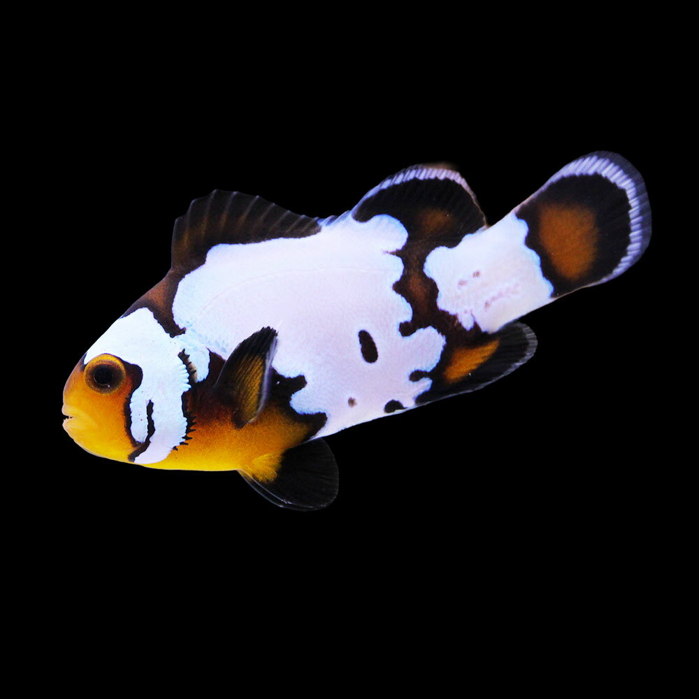 （海水魚）一点物　ブラックスノーフレークオセラリス（ブリード）　CF−99（1匹）　北海道・九州航空便要保温