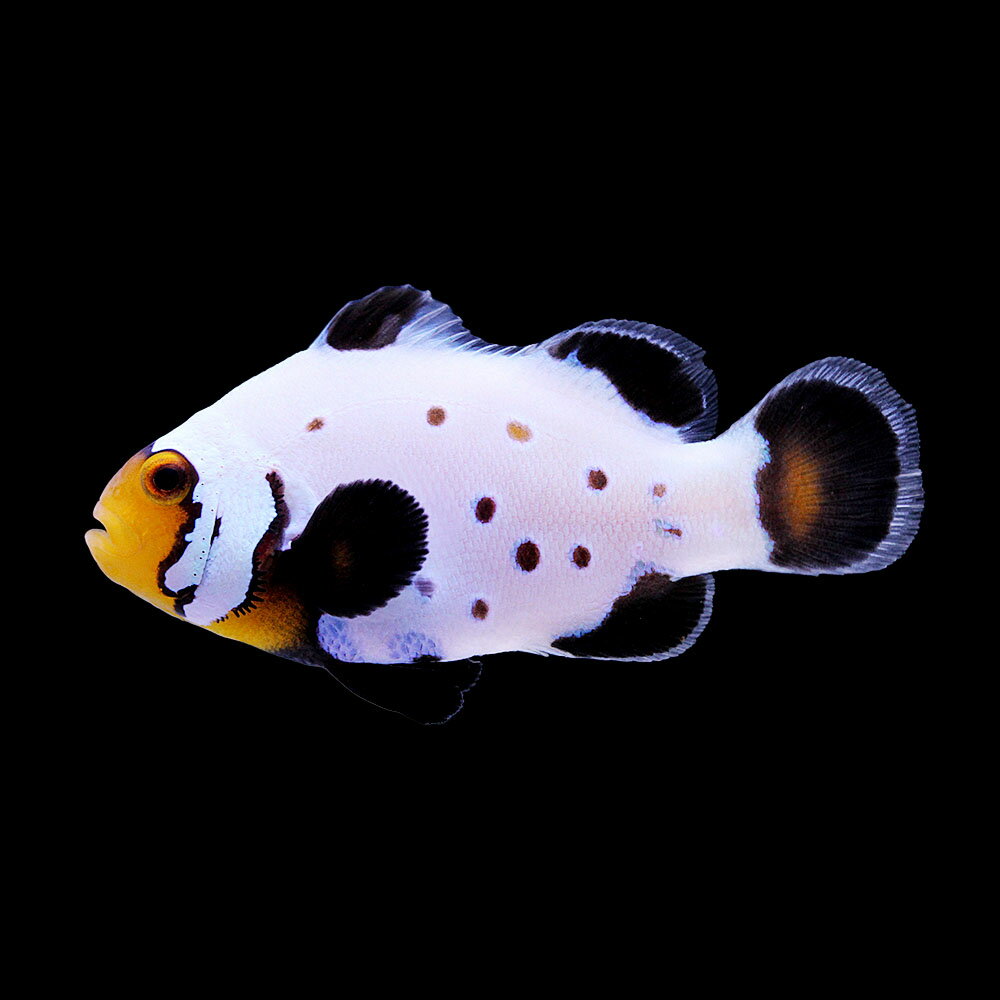 （海水魚）一点物　ブラックスノーフレークオセラリス（ブリード）　CF−100（1匹）　北海道・九州航空便要保温