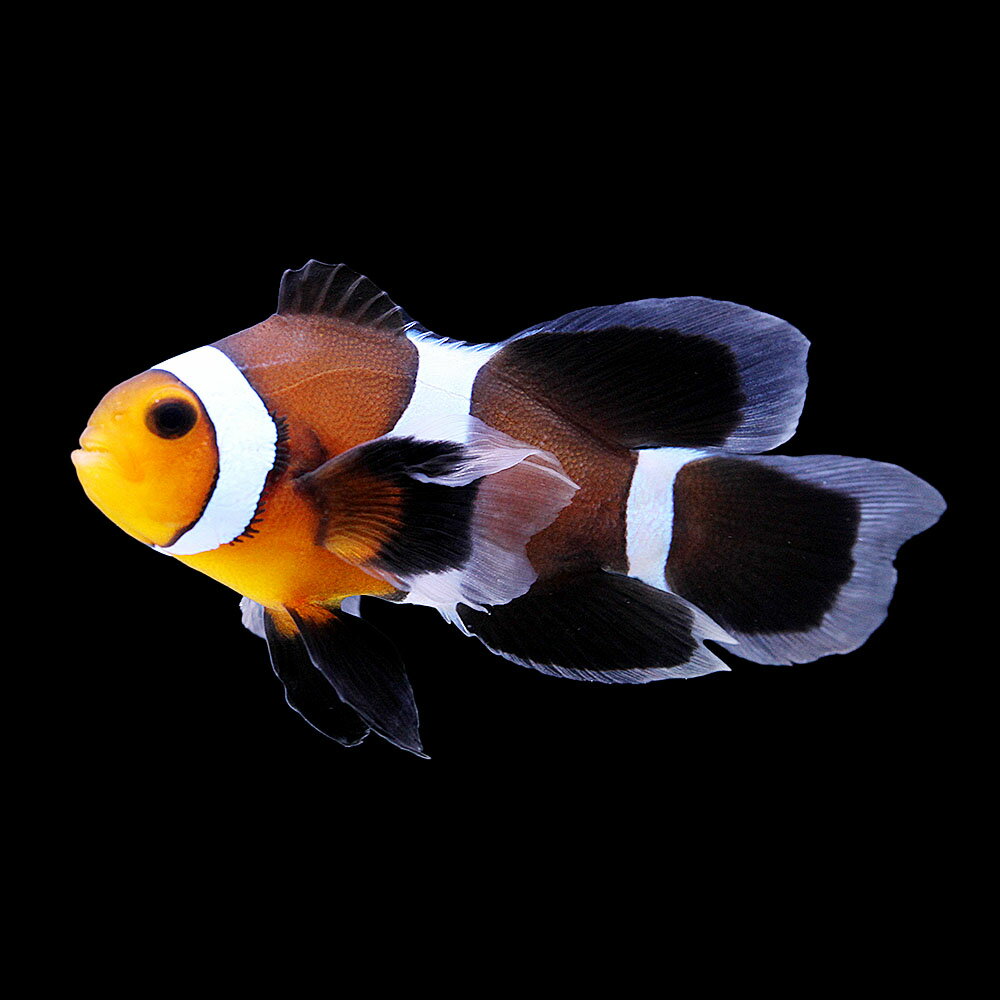 （海水魚）一点物　ロングフィンブラックオセラリス（ブリード）　CF−101（1匹）