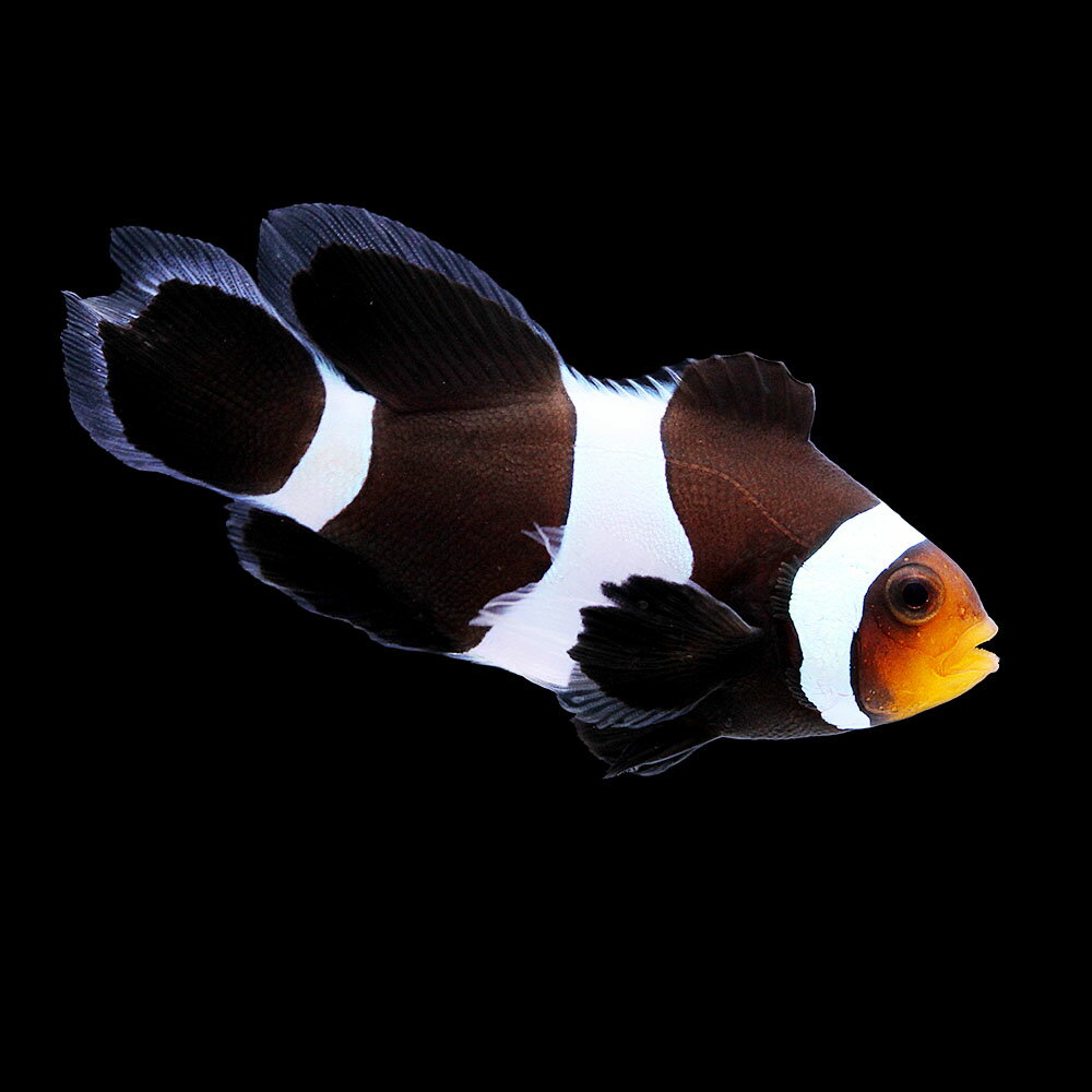 （海水魚）一点物　ロングフィンブラックオセラリス（ブリード）　CF−103（1匹）