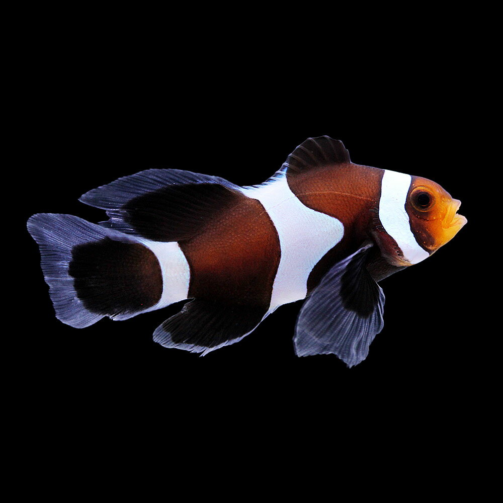 （海水魚）一点物　ロングフィンブラックオセラリス（ブリード）　CF−104（1匹）