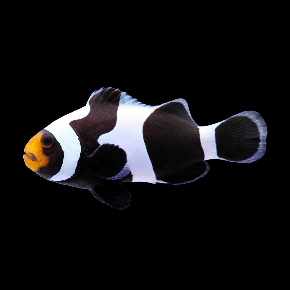 （海水魚）一点物　ブラックダヴィンチオセラリス（ブリード）約7cm　CF−105（1匹）　北海道・九州航空便要保温