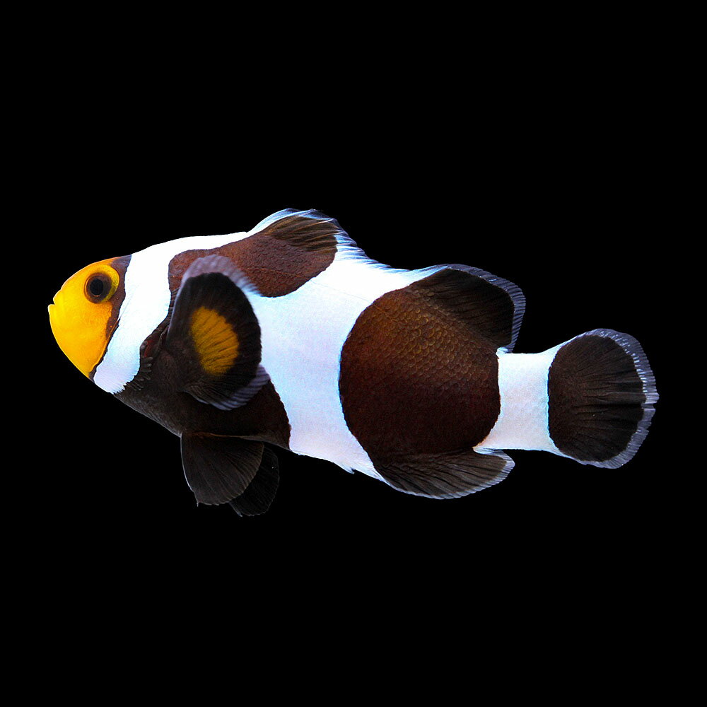 （海水魚）一点物　ブラックダヴィンチオセラリス（ブリード）約5cm　CF−106（1匹）　北海道・九州航空便要保温