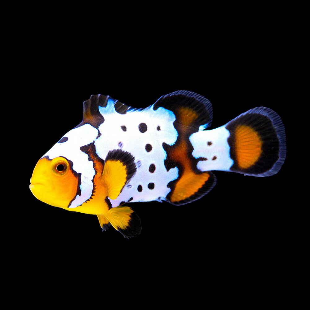 （海水魚）一点物　スノーフレークオセラリス　フロストバイト（ブリード）約3．5cm　CF−107（1匹）　北海道・九州航空便要保温