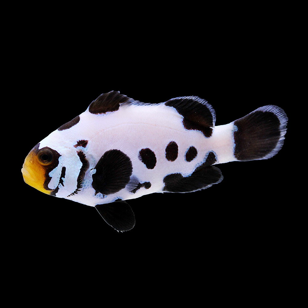 （海水魚）一点物　ブラックスノーフレークオセラリス（ブリード）約4．5cm　CF−108（1匹）　北海道・九州航空便要保温