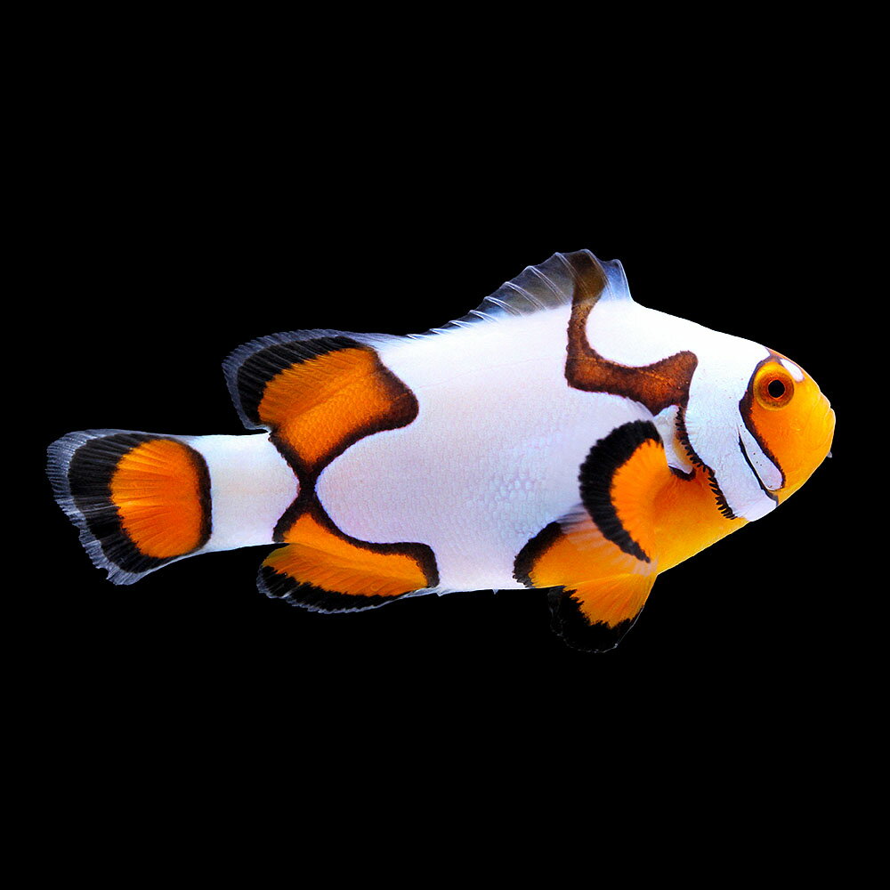 （海水魚）一点物　ブラックピカソクラウン（ブリード）約4．5cm　CF−109（1匹）　北海道・九州航空便要保温