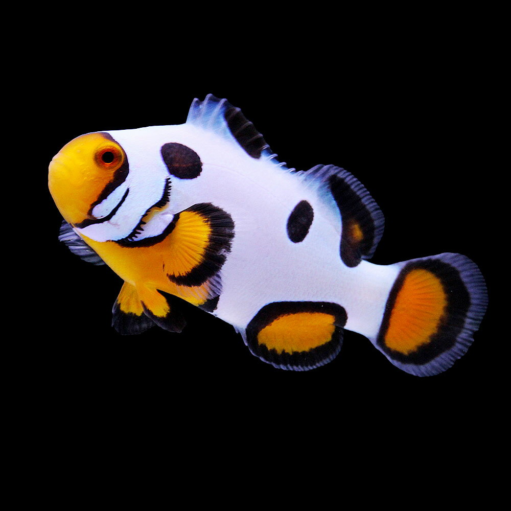 （海水魚）一点物　ブラックピカソクラウン（ブリード）約4cm　CF−110（1匹）　北海道・九州航空便要保温