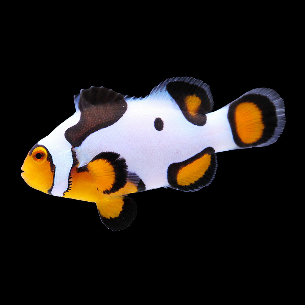 （海水魚）一点物　ブラックピカソクラウン（ブリード）約4cm　CF−111（1匹）　北海道・九州航空便要保温