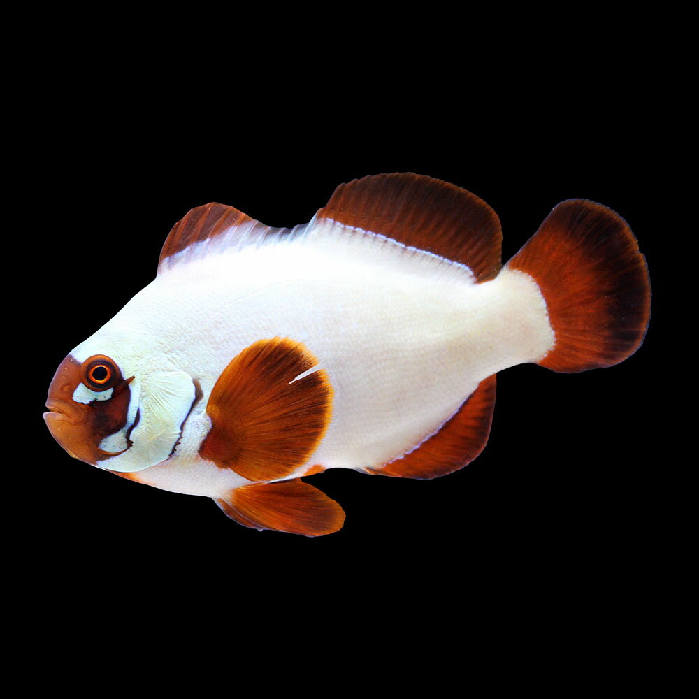 （海水魚）一点物　ゴールドナゲットマロン（ブリード）約7cm　CF−113（1匹）　北海道・九州航空便要保温