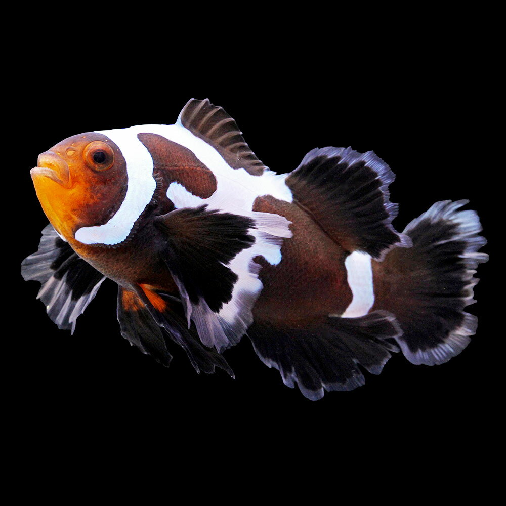 （海水魚）一点物　ロングフィンブラックスノーフレークオセラリス（ブリード）約7cm　CF−118（1匹）　北海道・九州航空便要保温