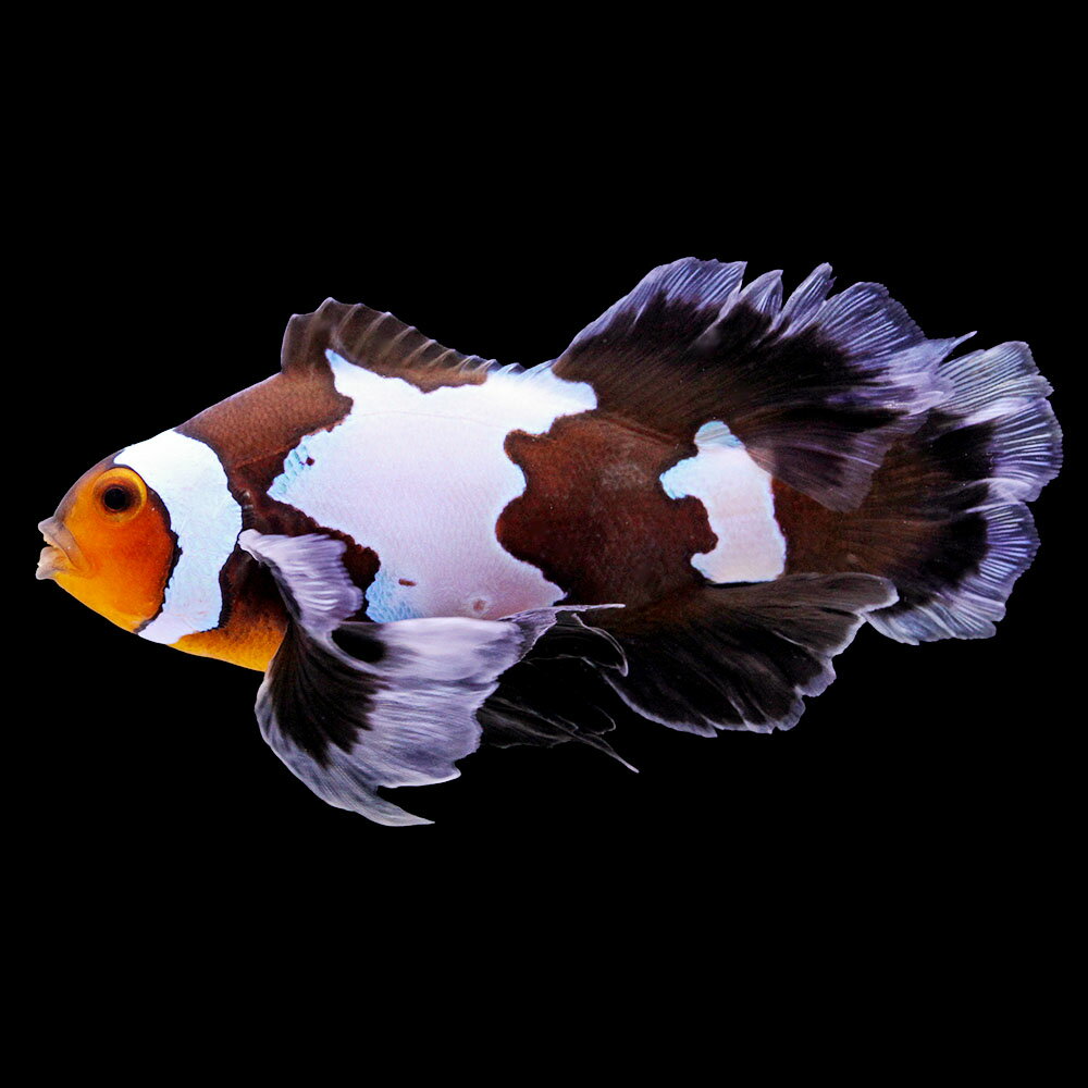 （海水魚）一点物　ロングフィンブラックスノーフレークオセラリス（ブリード）約7cm　CF−119（1匹）　北海道・九州航空便要保温
