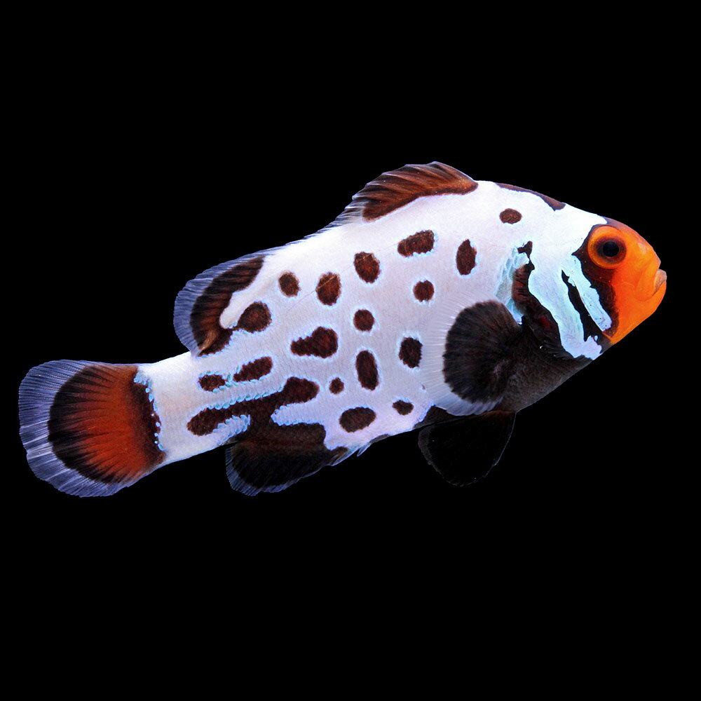 楽天市場】オスフロ（熱帯魚・アクアリウム｜ペット・ペットグッズ）の通販