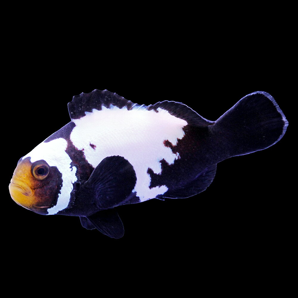 （海水魚）一点物　ブラックスノーフレークオセラリス（ブリード）約4．5cm　CF−141（1匹）
