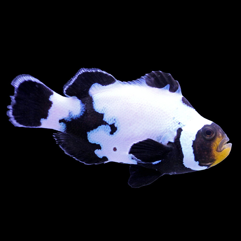 （海水魚）一点物　ブラックスノーフレークオセラリス（ブリード）約4cm　CF−142（1匹）