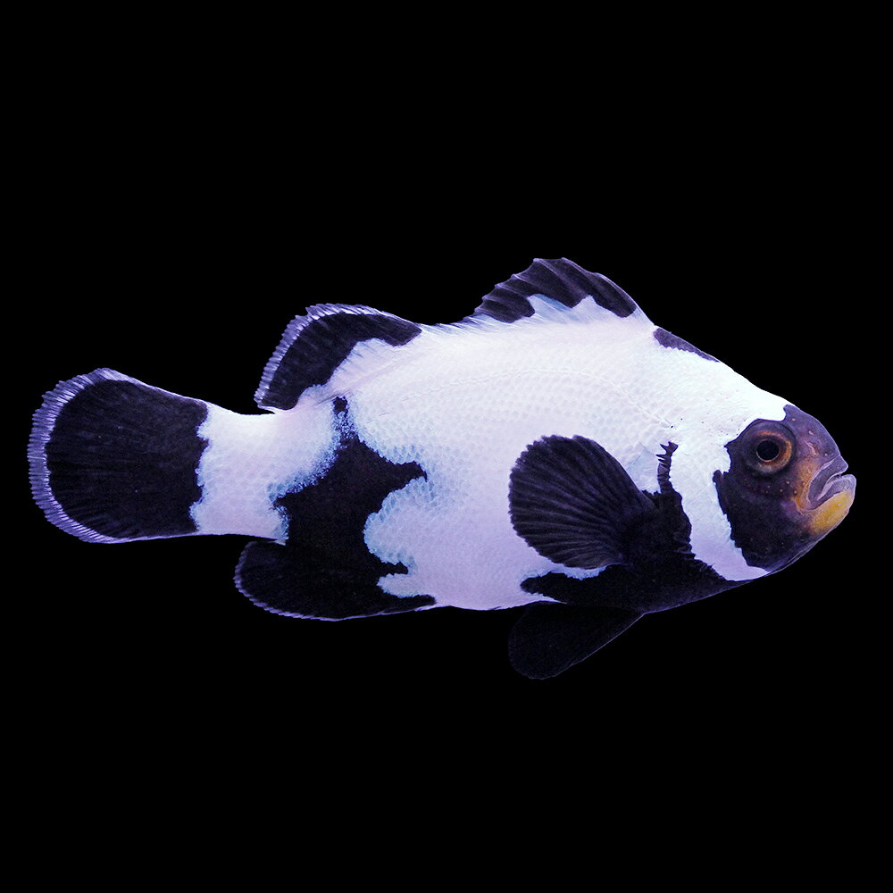 （海水魚）一点物　ブラックスノーフレークオセラリス（ブリード）約4cm　CF−143（1匹）