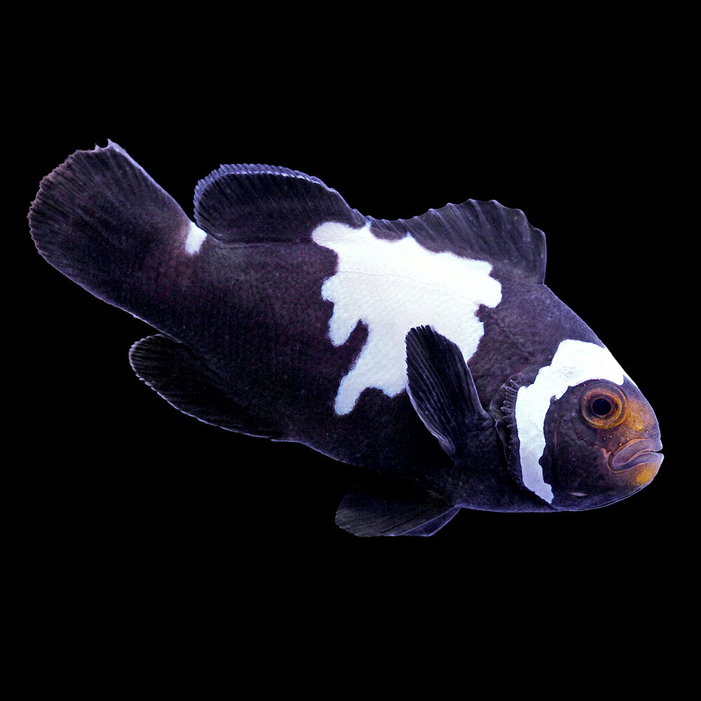 （海水魚）一点物　ブラックスノーフレークオセラリス（ブリード）約4cm　CF−144（1匹）