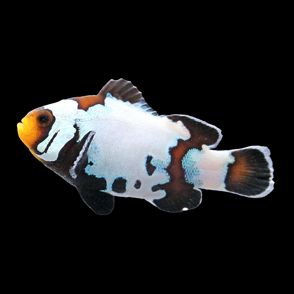 （海水魚）一点物　ブラックスノーフレークオセラリス（ブリード）約4cm　CF−151（1匹）